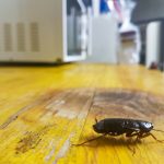 Cockroach Control in Garner, North Carolina