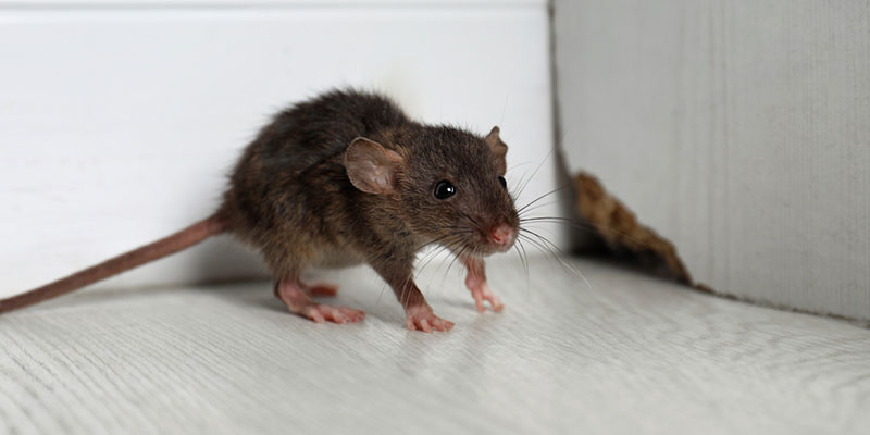 How Pest Removal Protects You