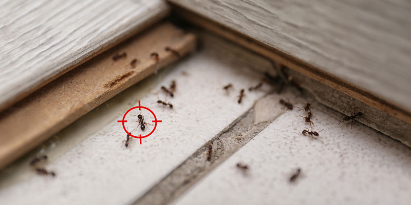 Five Steps You Should Take in Your Home for Pest Prevention