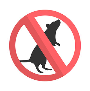 3 Reasons You Should Consider Prompt Rat Removal